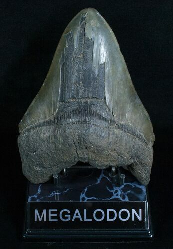 Huge Megalodon Tooth - Sharp Serrations #6056